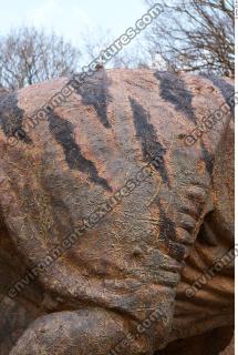 Photo Textures of Animals Skin